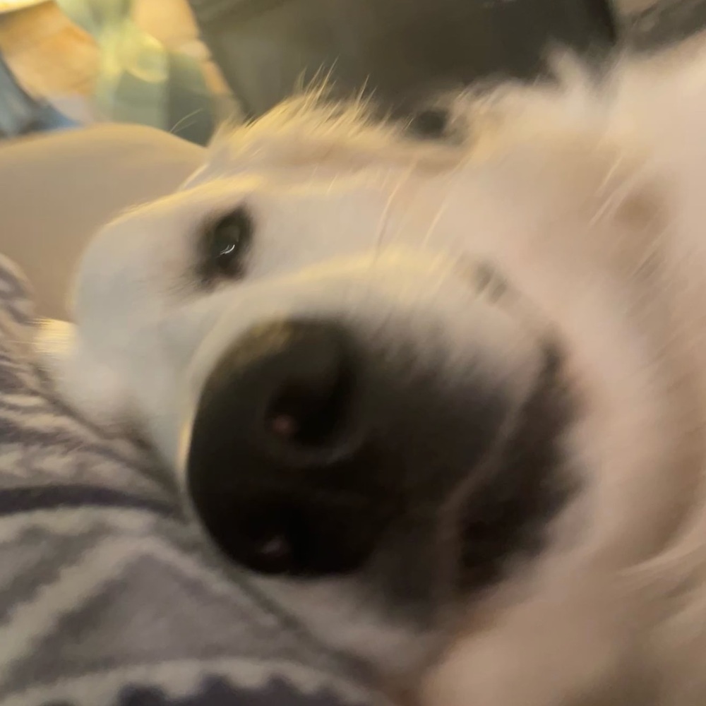 Meet your Posher, Coop_💗